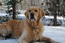 Зимний пёс