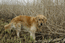 Алби- охотничий пёс, вернее, осенне-полевой... :)